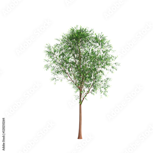 3d illustration of metasequoia glyptostroboides tree isolated on white background photo