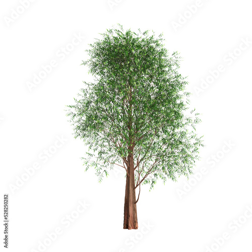 3d illustration of metasequoia glyptostroboides tree isolated on white background photo