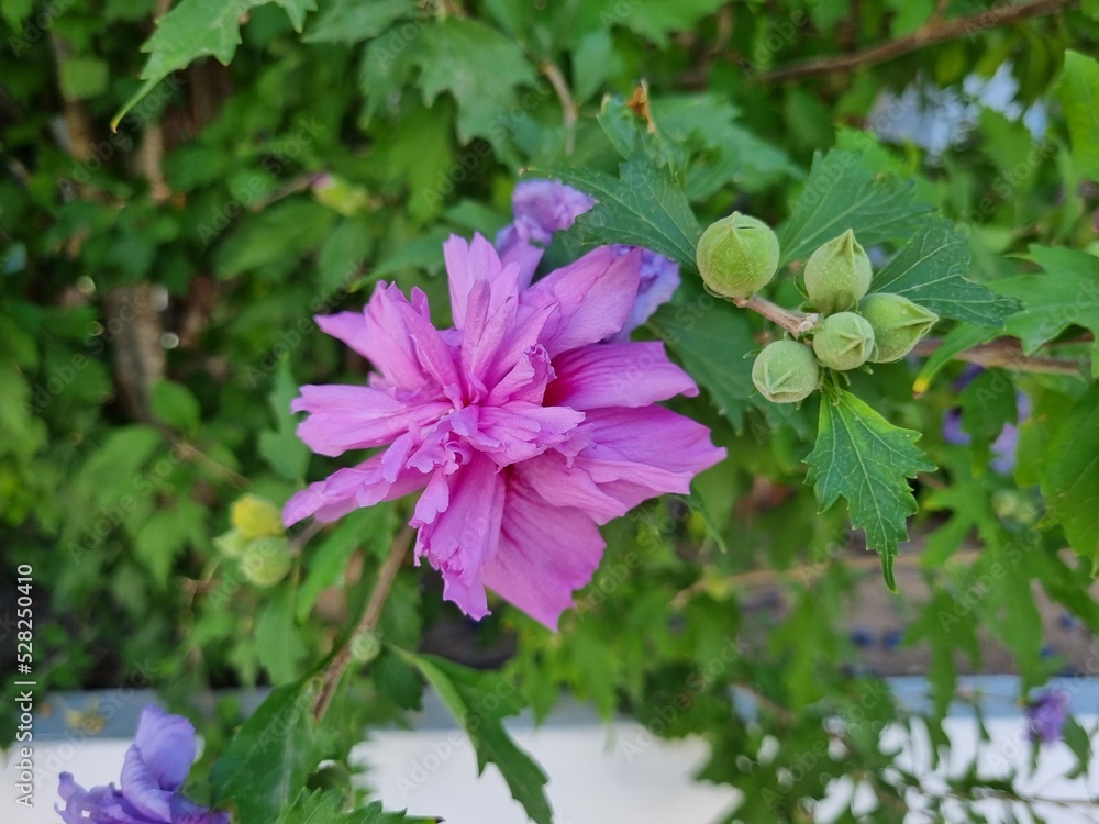Hibiscus syriacus flowering plant in the mallow family, Malvaceae. Common names include the rose of Sharon (especially in North America), Syrian ketmia, shrub althea, and rose mallow Hibiscus syriacus flowering plant in the mallow family, Malvaceae. Common names include the rose of Sharon (especially in North America), Syrian ketmia, shrub althea, and rose mallow