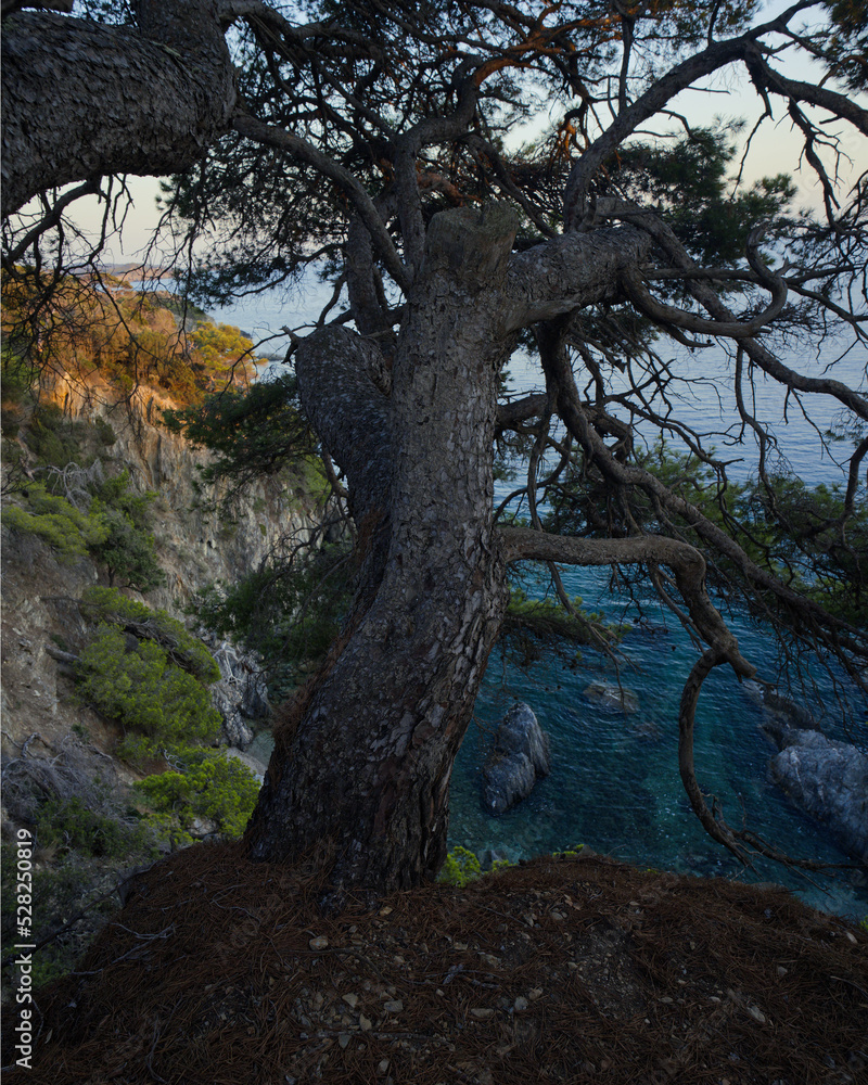 Mediterranean Pine Tree on the Coast of Hyeres and Presqu'iles de Giens at sunset, France Mediterranean Pine Tree on the Coast of Hyeres and Presqu'iles de Giens at sunset, France