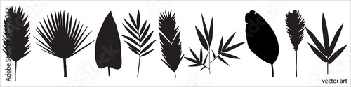 Silhouettes from separate twigs of tropical plants, palm leaves and bamboo