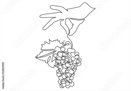 Grapes holds a hand. Hand drawn picture.One continuous line drawing