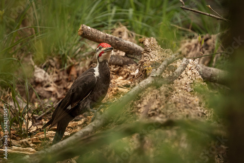 A male Pileated Woodpecker searches for grubs in a dead log photo