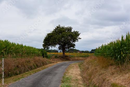 View of the field along the Chemin du Puy, French route of the way of St James