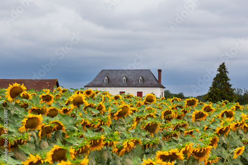 Farmhouse in the Sunflower field at the cloudy sky along the Chemin du Puy, French route of the Way of St James
