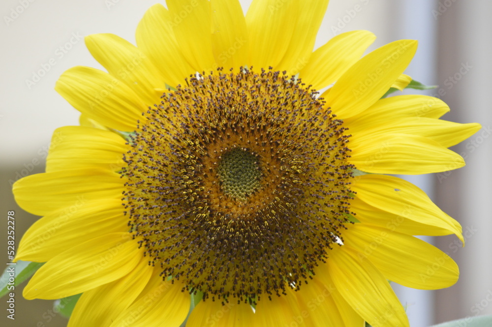 Naklejka premium Close shot of the seeds of a sun flower
