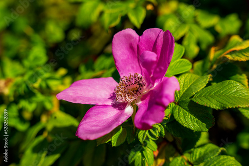 Dzika róża, różowy kwiat dzikiej róży zbliżenie. photo