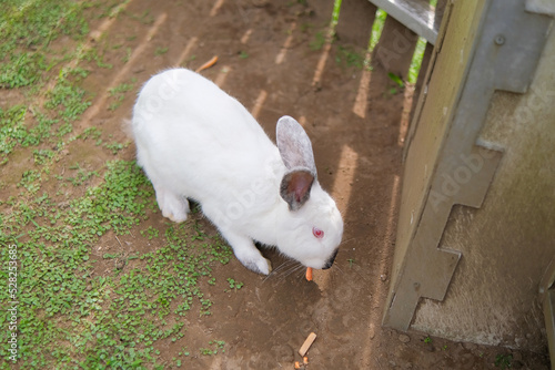 white rabbit in the garden
