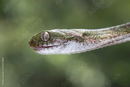 Boiga bengkuluensis snake closeup head with natural background, Boiga bengkuluensis snake closeup