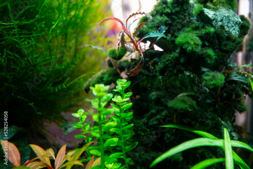Algae in a freshwater aquascape, a home dirty aquarium with fish, shrimp and plants overgrown with different types of algae photo
