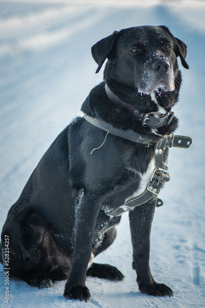 A beautiful black purebred labrador plays in the snow in winter.
