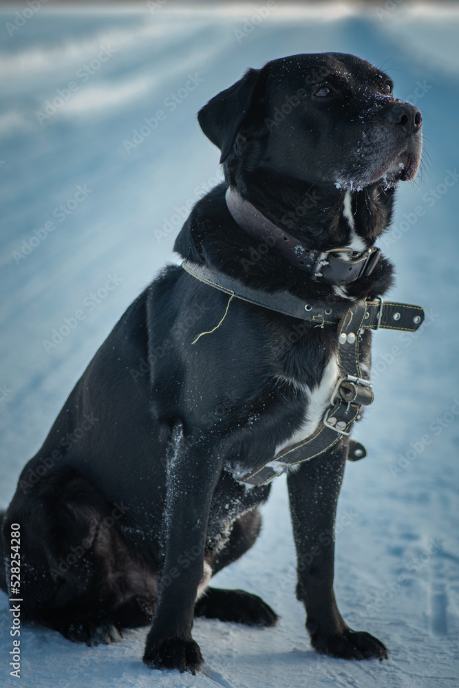 A beautiful black purebred labrador plays in the snow in winter. A beautiful black purebred labrador plays in the snow in winter.