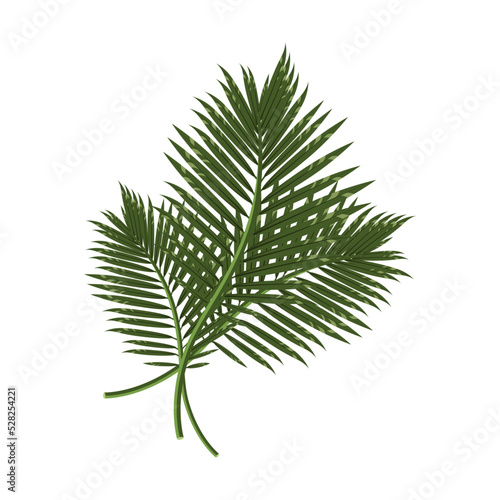 A tropical composition of leaves isolated on a white background.Vector illustration can be used in postcards, textiles, holiday designs.