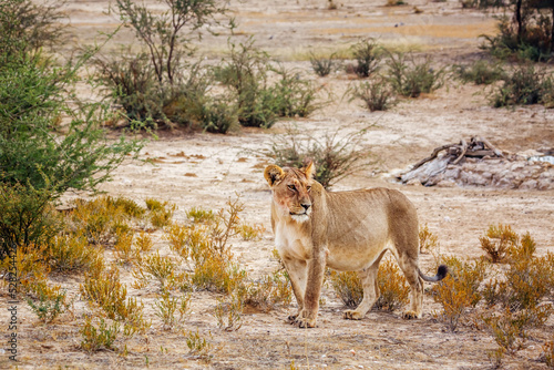 African lioness walking in shrub land in Kgalagadi transfrontier park, South Africa; Specie panthera leo family of felidae