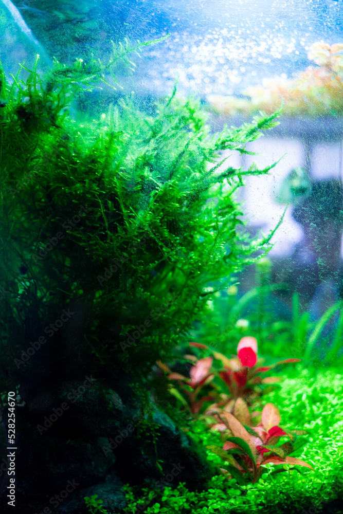 Algae in a dirty home aquarium, moss sp. giant South America covered 