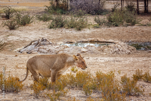Canvas Print Pregnant African lioness urinating in Kgalagadi transfrontier park, South Africa