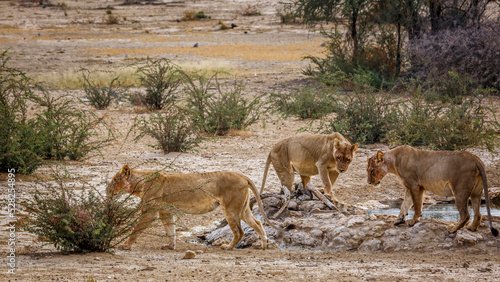 Three African lioness walking away from waterhole in Kgalagadi transfrontier park, South Africa; Specie panthera leo family of felidae