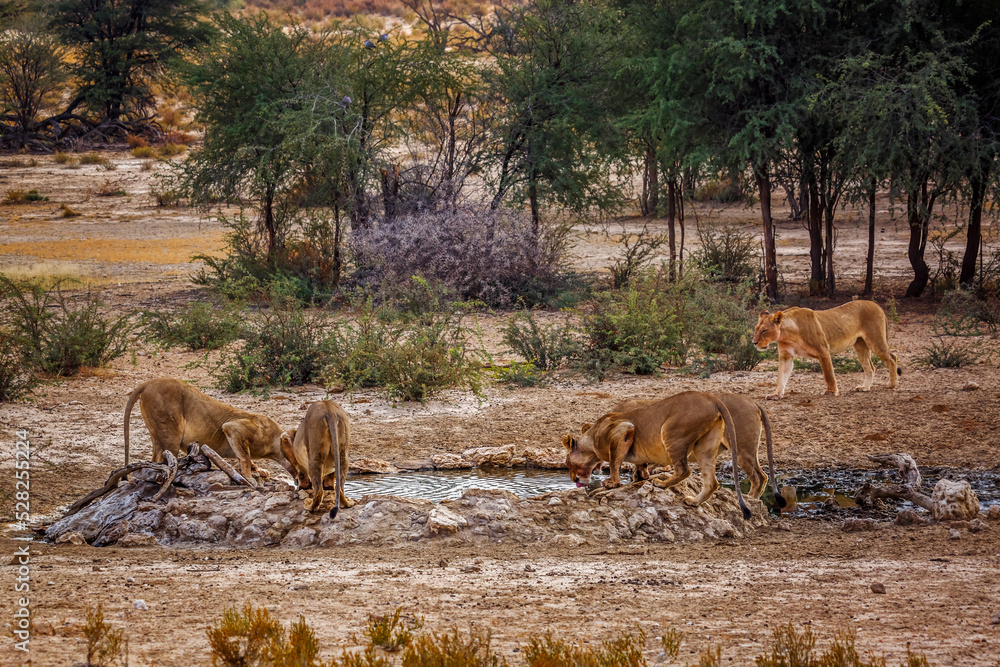 Five African lioness drinking in waterhole in Kgalagadi transfrontier park, South Africa; Specie panthera leo family of felidae