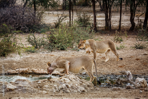 Two African lioness drinking in waterhole in Kgalagadi transfrontier park, South Africa; Specie panthera leo family of felidae