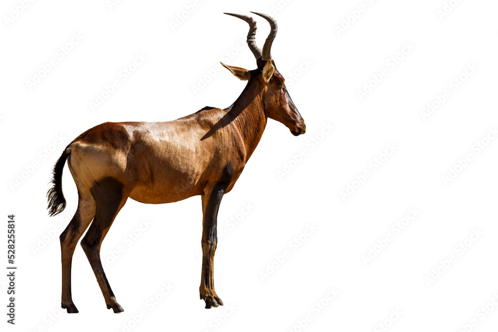 Fototapeta premium Hartebeest isolated in white background in Kgalagadi transfrontier park, South Africa; specie Alcelaphus buselaphus family of Bovidae