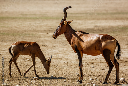 Hartebeest with cut in dry land in Kgalagadi transfrontier park, South Africa; specie Alcelaphus buselaphus family of Bovidae photo