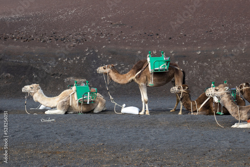 Group of camels, Timanfaya National Park, Lanzarote