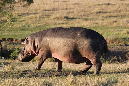 Hippo wounded by lion cubs escapes from predators