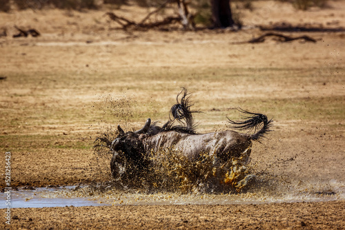 Two Blue wildebeest bull fighting in waterhole in Kgalagadi transfrontier park, South Africa ; Specie Connochaetes taurinus family of Bovidae