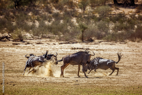 Group of Blue wildebeest running out     in Kgalagadi transfrontier park  South Africa   Specie Connochaetes taurinus family of Bovidae