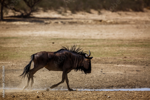 Blue wildebeest running side view in dry land in Kgalagadi transfrontier park, South Africa ; Specie Connochaetes taurinus family of Bovidae