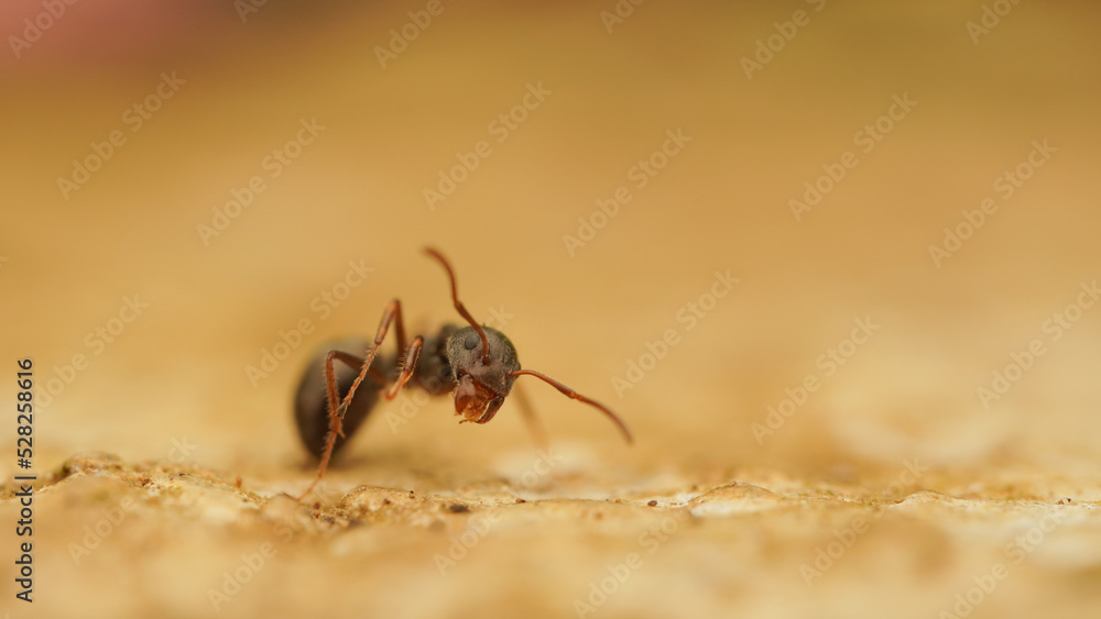 macro ant on the ground macro ant on the ground