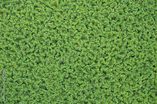 Top view picture of Azolla pinnata is an aquatic plant in Family Salviniaceae. 