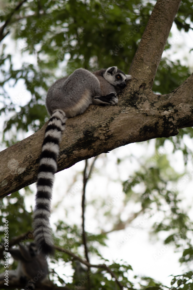 Lemur against a green background. Portrait of a ring-tailed lemur. Lemuriformes. Lemur against a green background. Portrait of a ring-tailed lemur. Lemuriformes.