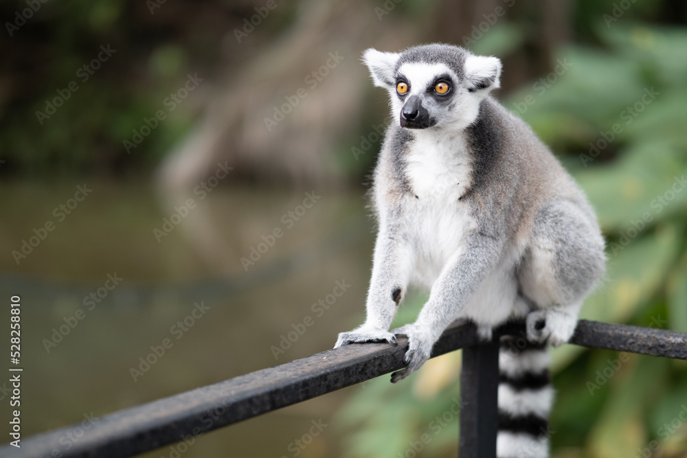 Fototapeta premium Lemur against a green background. Portrait of a ring-tailed lemur. Lemuriformes.