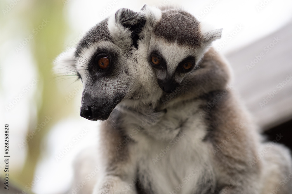 Fototapeta premium Lemur against a green background. Portrait of a ring-tailed lemur. Lemuriformes.
