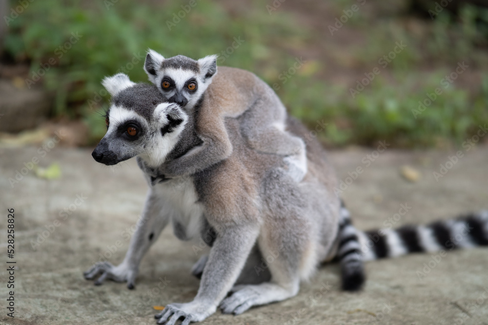 Obraz premium Lemur against a green background. Portrait of a ring-tailed lemur. Lemuriformes.