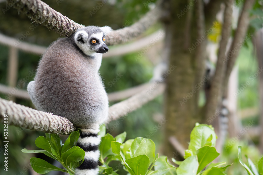Lemur against a green background. Portrait of a ring-tailed lemur. Lemuriformes. Lemur against a green background. Portrait of a ring-tailed lemur. Lemuriformes.