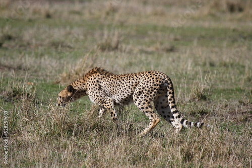 Female cheetah sniffing ground looking aroung for prey in Maasai Mara