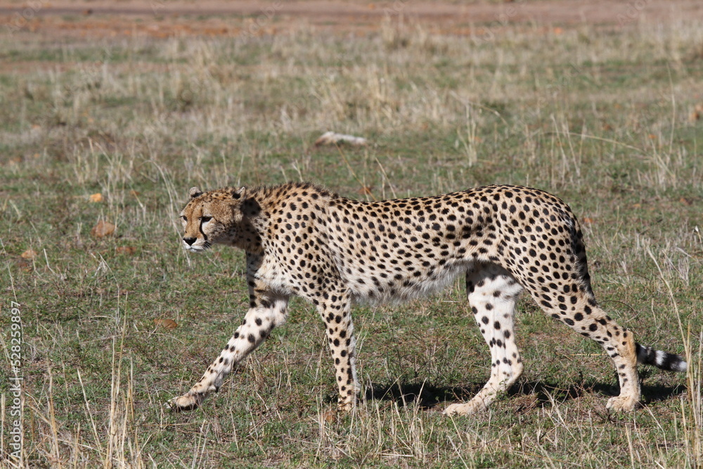 Female looking aroung for prey in Maasai Mara Female looking aroung for prey in Maasai Mara