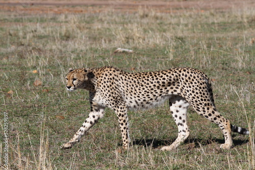 Female looking aroung for prey in Maasai Mara