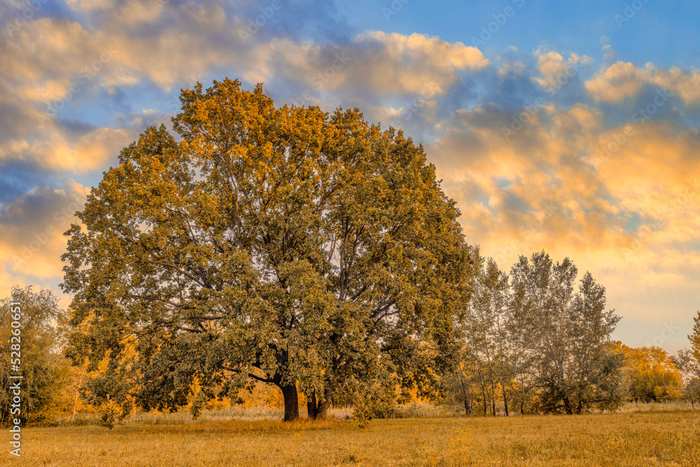 Fototapeta premium Giant oak tree with yellow foliage at sunset autumn day. Autumn tree fantastic sky over dry meadow over background. Bright sunset sky, idyllic hiking scene, perfect form tree early autumn landscape