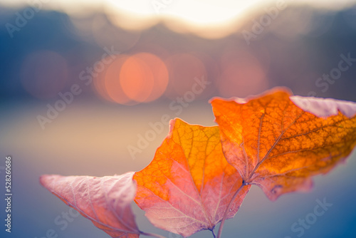 Autumn colorful bright leaves on meadow field with forest trees in autumnal park background. Blurred bokeh sunset light, autumn colorful foliage, fall backdrop. Idyllic nature