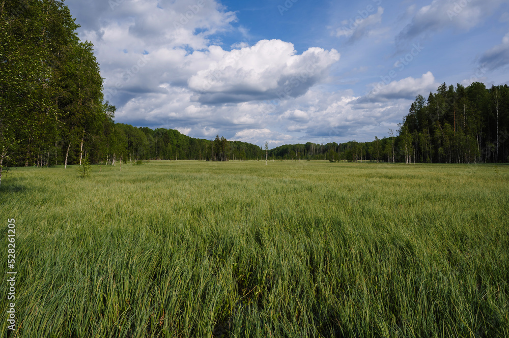 large swamp with grass in field in forest on a cloudy summer day in Russia