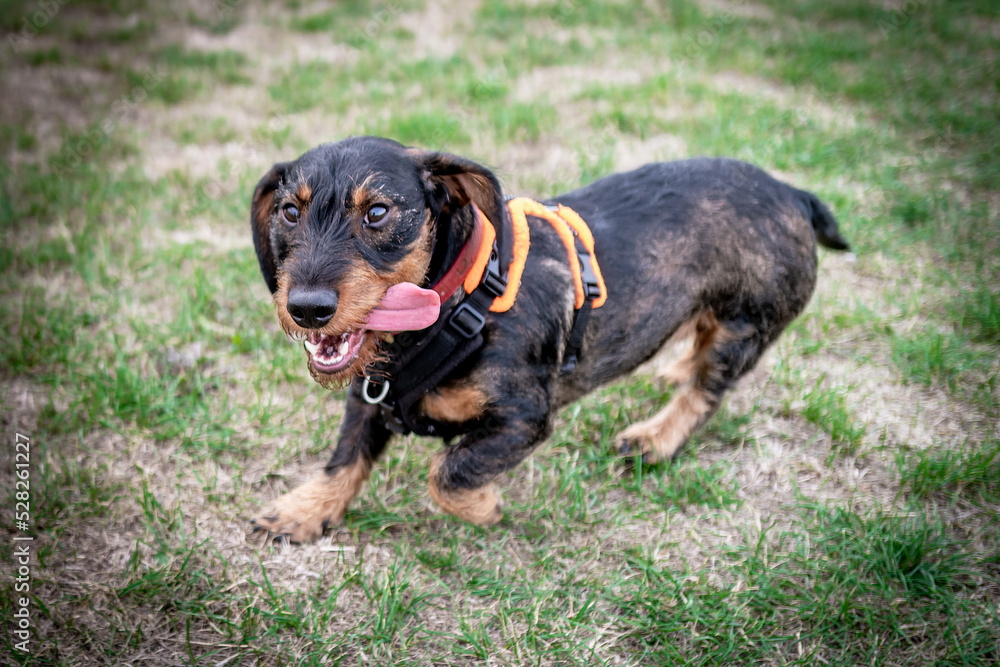 Adorable Dachshund dog seen enjoying himself in a dog activity field. The dog can be seen with his long tongue hanging out as he makes a sprint. Adorable Dachshund dog seen enjoying himself in a dog activity field. The dog can be seen with his long tongue hanging out as he makes a sprint.