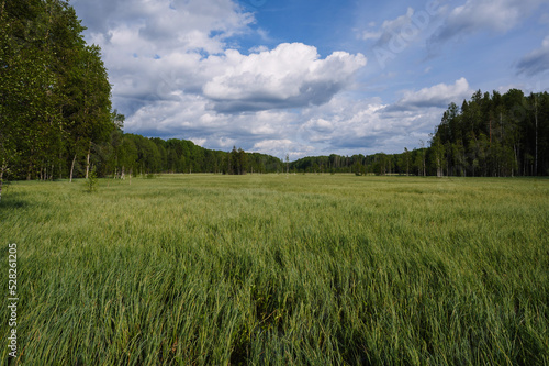 large swamp with grass in field in forest on a cloudy summer day in Russia