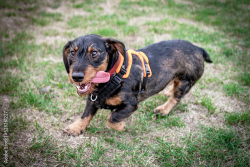 Adorable Dachshund dog seen enjoying himself in a dog activity field. The dog can be seen with his long tongue hanging out as he makes a sprint.