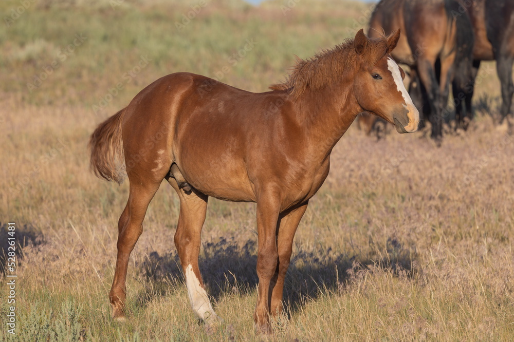 Majestic Wild Horse in Summer in the Wyoming Desert Majestic Wild Horse in Summer in the Wyoming Desert