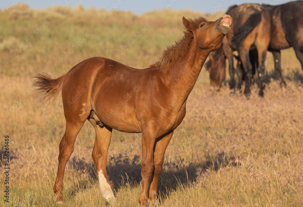 Fototapeta premium Majestic Wild Horse in Summer in the Wyoming Desert