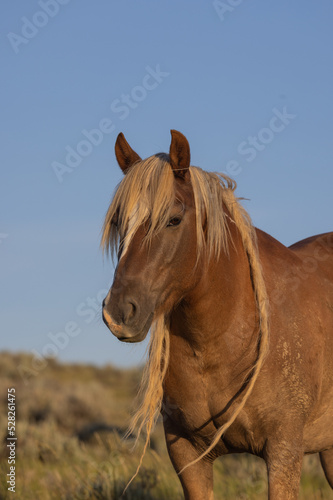 Majestic Wild Horse in Summer in the Wyoming Desert