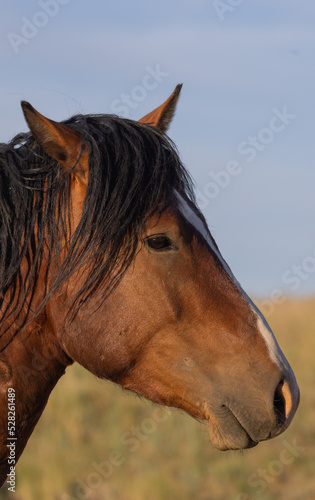 Majestic Wild Horse in Summer in the Wyoming Desert © natureguy